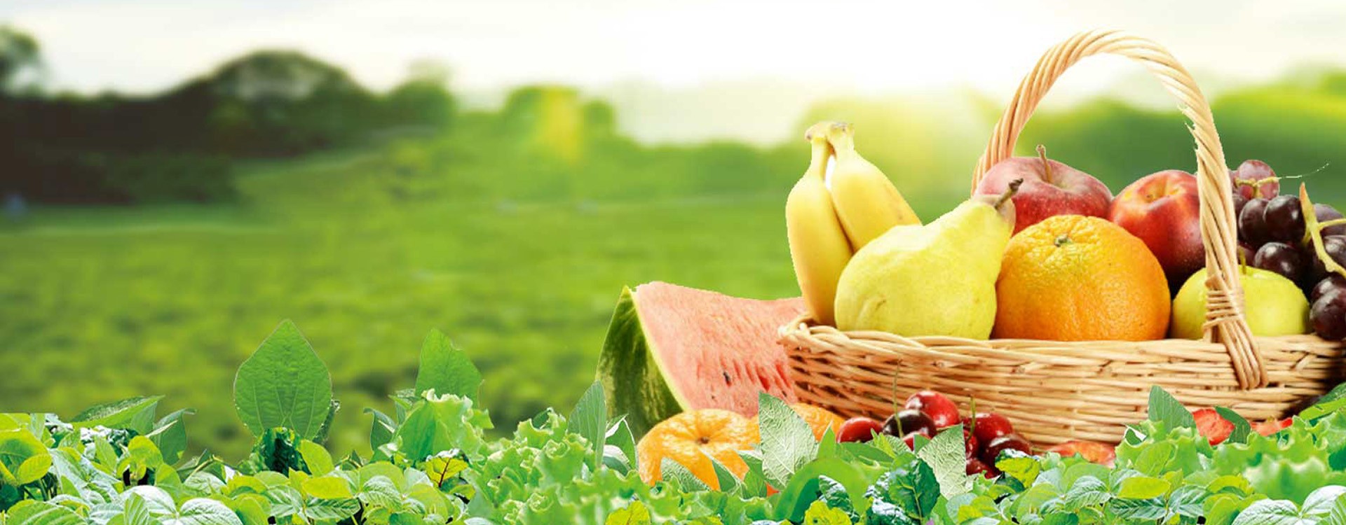 綠色防控   安全、安心、健康